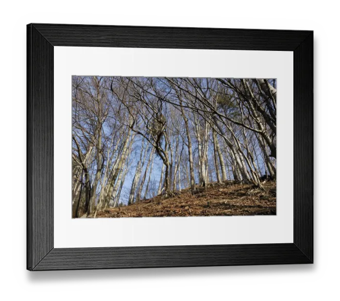 Framed Print : European- or Common Beech trees (Fagus sylvatica) in autumn