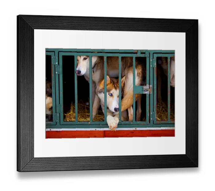 Framed Print : Huskies in a kennel cage Framed Print : Huskies in a kennel cage
