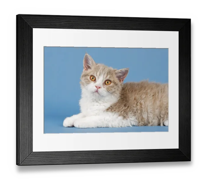 Framed Print : Pedigree cat Selkirk Rex, kitten