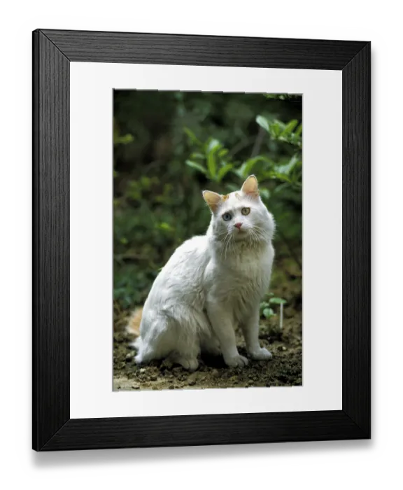 Framed Print : TURKISH VAN HOUSE CAT, adult WITH DIFFERENT COLoured EYES