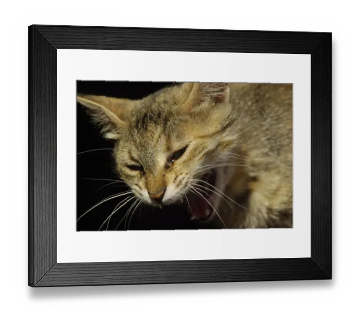 Framed Print : Cat, Cat