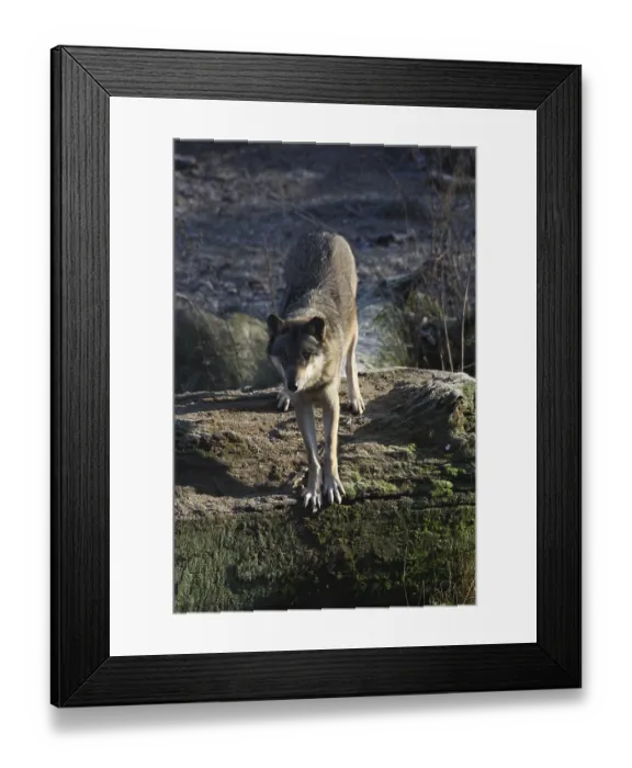 Framed Print : Eurasian wolf Framed Print : Eurasian wolf