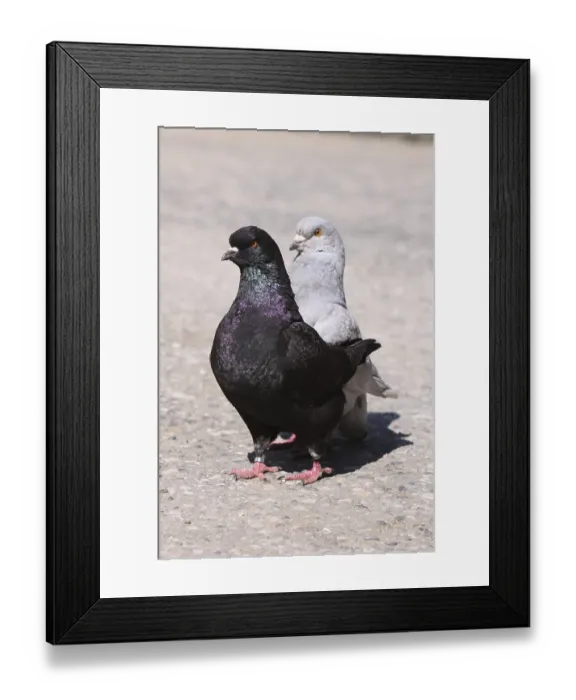 Framed Print : Modena Pigeon
