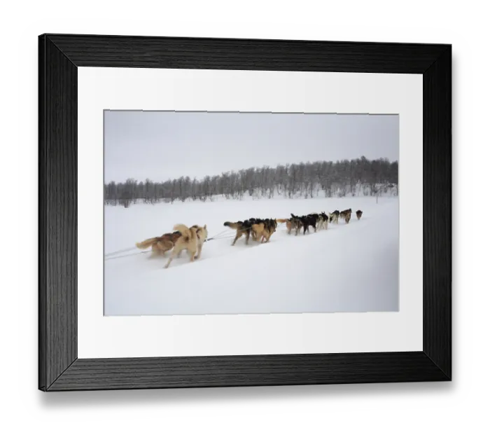 Framed Print : Dog sledding, sled dogs pulling sleds