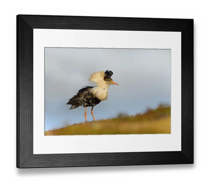 Framed Print : Ruff (Philomachus pugnax) on mating ground