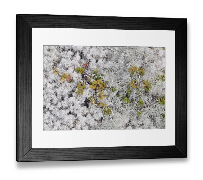Framed Print : Overgrown ground with reindeer moss in a Fjell landscape