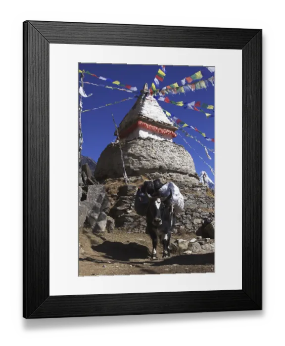 Framed Print : A packed Yak (Bos mutus) at a stupa with prayer flags in Mongla Framed Print : A packed Yak (Bos mutus) at a stupa with prayer flags in Mongla