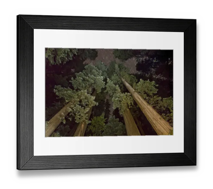 Framed Print : Coast redwood (Sequoia sempervirens) scouting up trunks to canopy