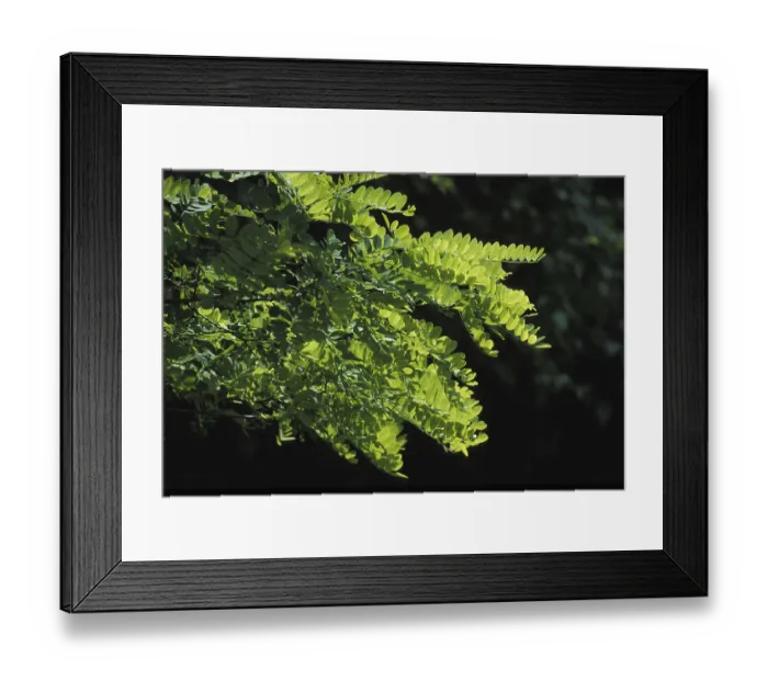 Framed Print : Branch of Acacia Tree in Normandy Framed Print : Branch of Acacia Tree in Normandy