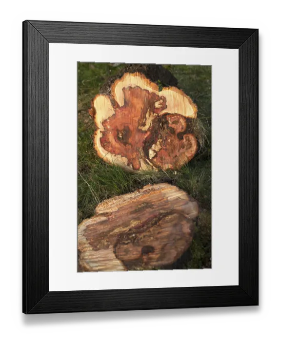 Framed Print : Sawn plum tree trunk, Waterlooville
