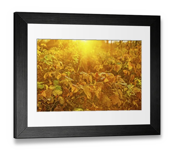 Framed Print : Autumnal plants at sunrise Instagram styles Framed Print : Autumnal plants at sunrise Instagram styles