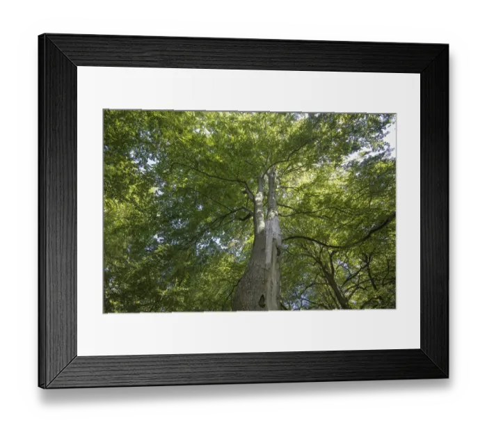 Framed Print : View into the tree canopy in the DarB primeval forest
