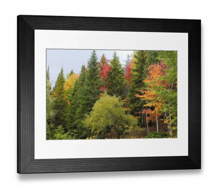 Framed Print : Autumnal Forest, Province of Quebec, Canada