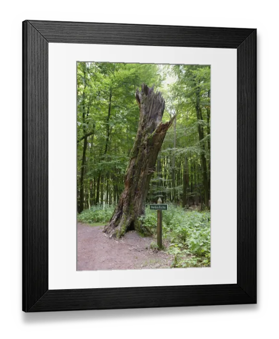 Framed Print : Hertha-Buche, an old beech tree