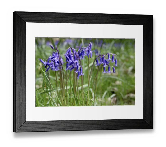 Framed Print : Bluebells in Full Bloom Framed Print : Bluebells in Full Bloom
