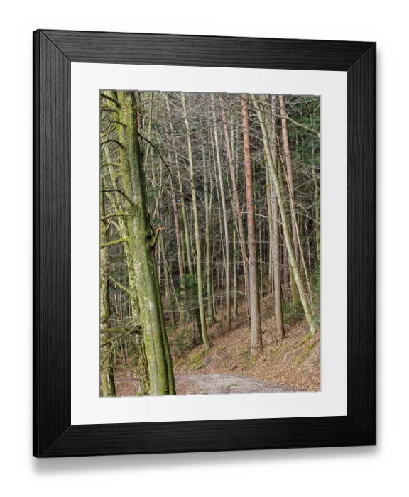 Framed Print : Trees, forest, mixed forest, tree trunks Framed Print : Trees, forest, mixed forest, tree trunks