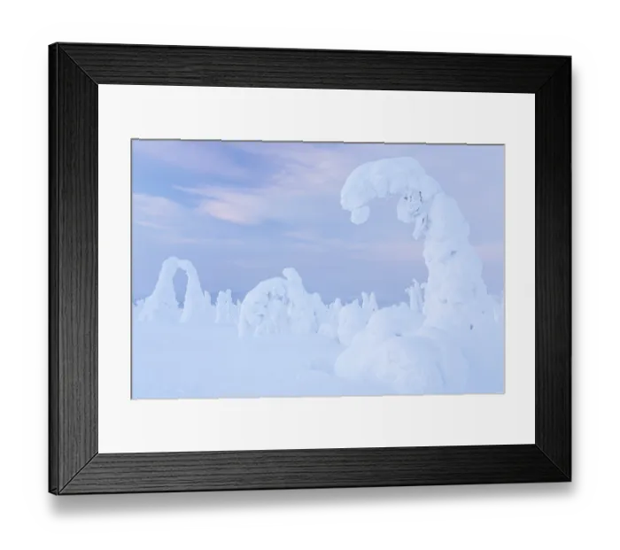 Framed Print : Snow-covered pines, Riisitunturi National Park Framed Print : Snow-covered pines, Riisitunturi National Park