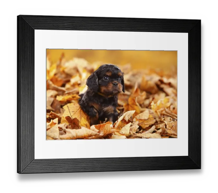 Framed Print : Cavalier King Charles Spaniel, puppy