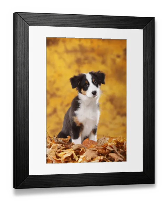 Framed Print : Australian Shepherd, puppy, 13 weeks Framed Print : Australian Shepherd, puppy, 13 weeks
