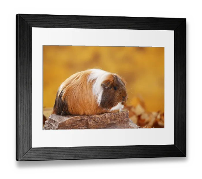 Framed Print : Sheltie guinea pig, gold agouti-red-white Framed Print : Sheltie guinea pig, gold agouti-red-white