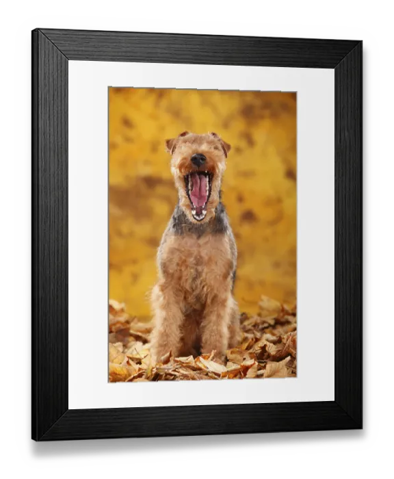 Framed Print : Welsh Terrier, bitch, autumn leaves