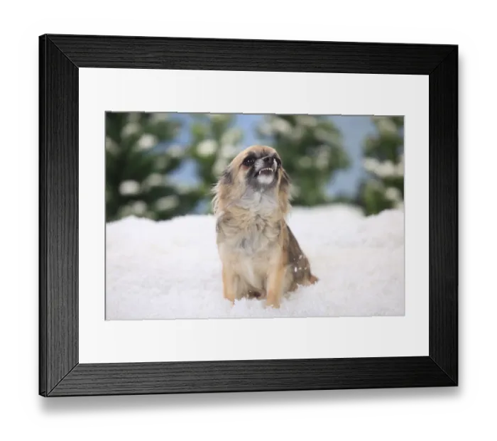 Framed Print : Chihuahua, long hair, bitch, shows teeth