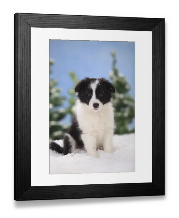 Framed Print : Border Collie, puppy, 11 weeks