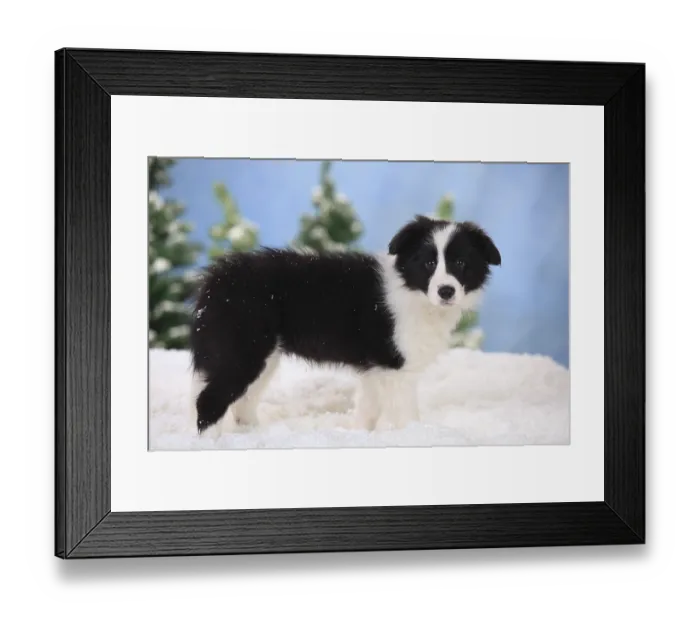 Framed Print : Border Collie, puppy, 11 weeks