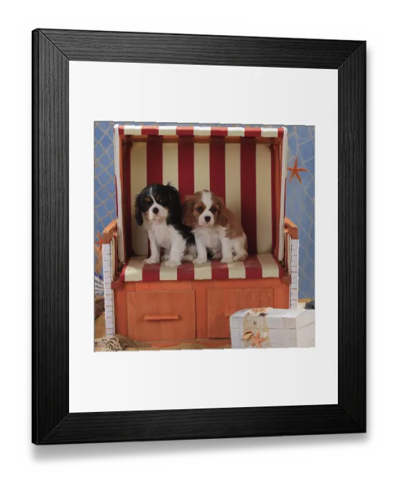 Framed Print : Cavalier King Charles Spaniel, puppies