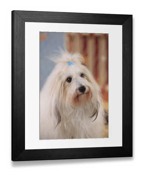 Framed Print : Coton de Tulear, bitch Framed Print : Coton de Tulear, bitch