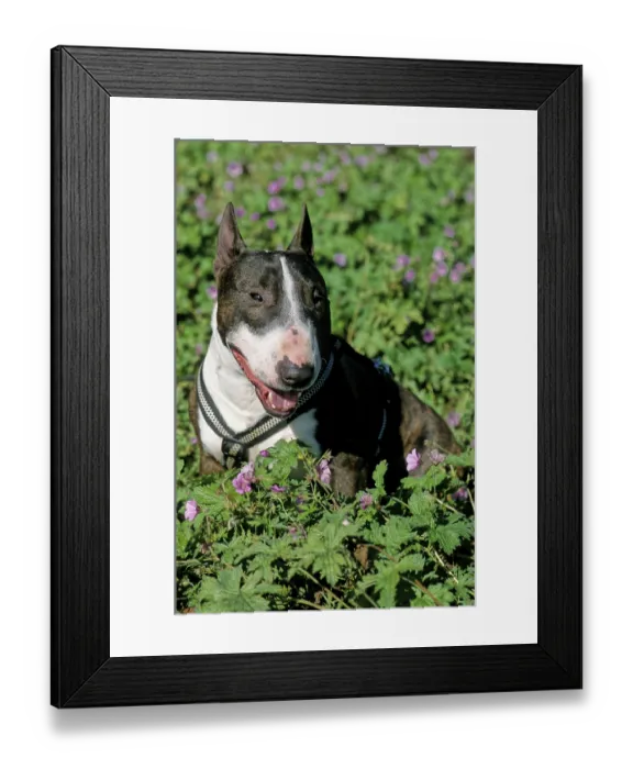 Framed Print : Mini Bull Terrier, Male, Miniature Bull Terrier Framed Print : Mini Bull Terrier, Male, Miniature Bull Terrier