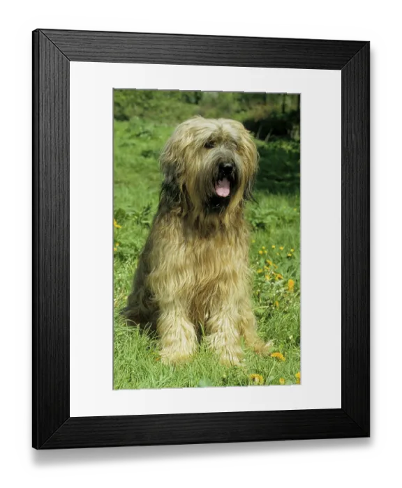 Framed Print : Briard, Berger de Brie, grise (grey) Framed Print : Briard, Berger de Brie, grise (grey)