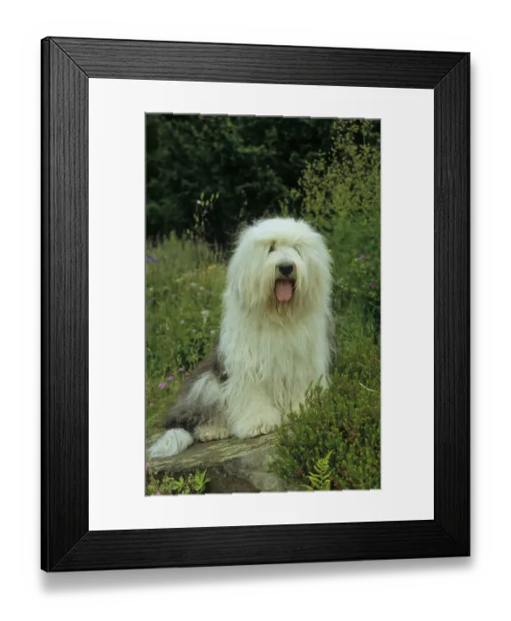 Framed Print : Bobtail, Old English Sheepdog (Bobtail) FCI
