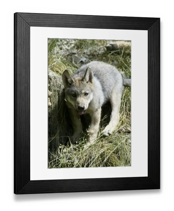 Framed Print : WOLF / CANIS LUPUS Framed Print : WOLF / CANIS LUPUS