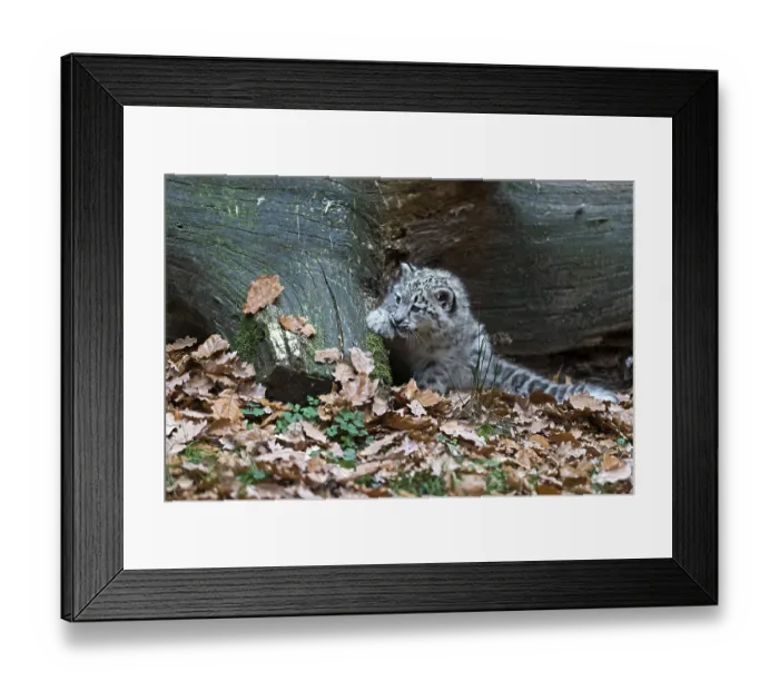 Framed Print : Snow leopard (Uncia uncia), cubs