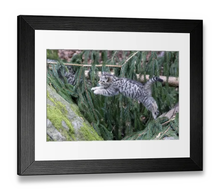 Framed Print : Common Wild Cat (Felis silvestris) Framed Print : Common Wild Cat (Felis silvestris)