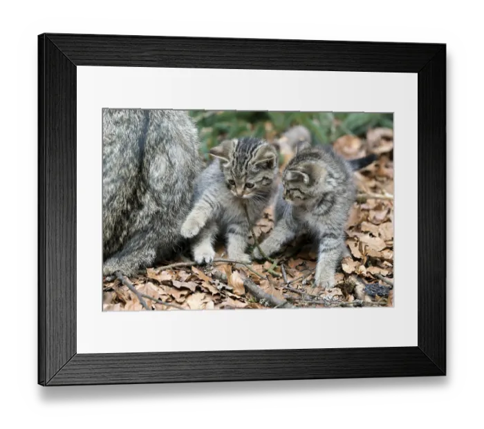 Framed Print : Common Wild Cat (Felis silvestris) Framed Print : Common Wild Cat (Felis silvestris)