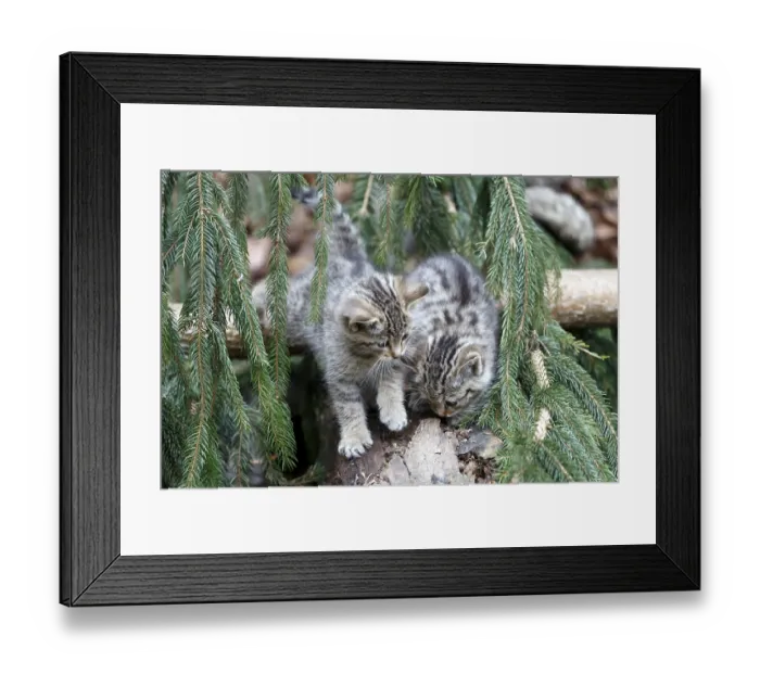 Framed Print : Common Wild Cat (Felis silvestris)