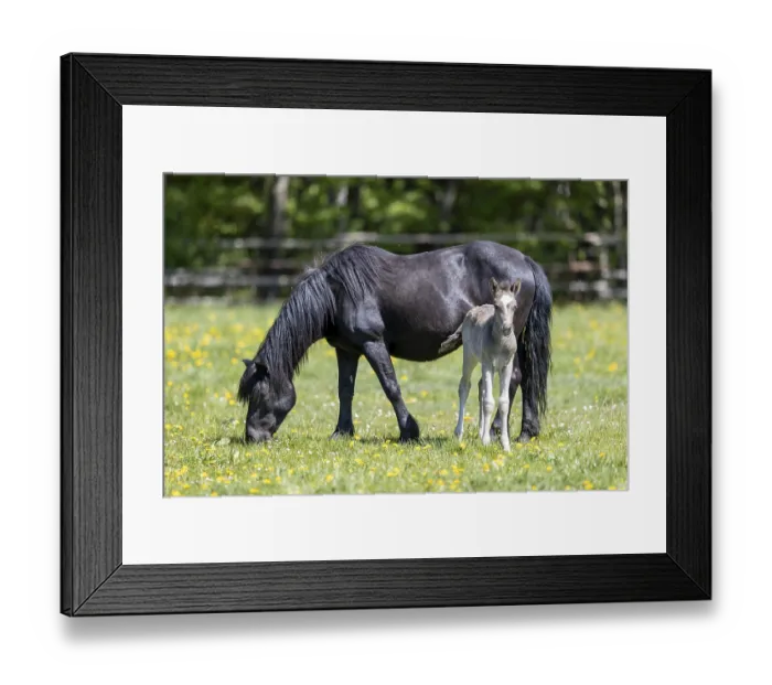 Framed Print : Mongrel horse, foal, Germany Framed Print : Mongrel horse, foal, Germany