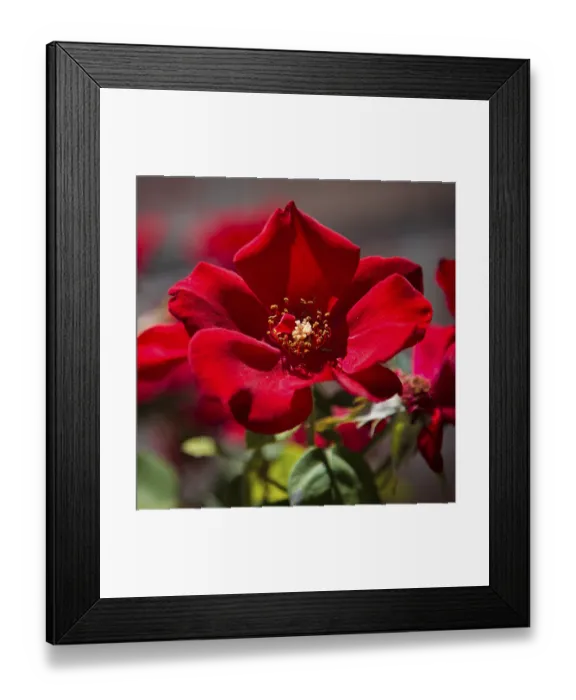 Framed Print : Red Dog Rose Framed Print : Red Dog Rose