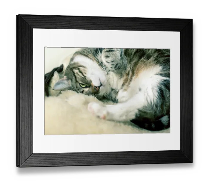 Framed Print : Fat cat lying on cuddly lambskin