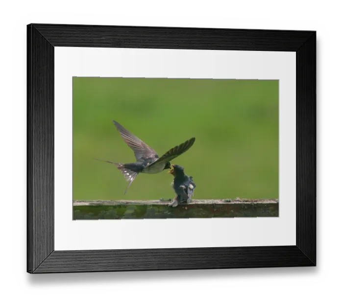 Framed Print : Barn swallow (Hirundo rustica) feeding fledglings Framed Print : Barn swallow (Hirundo rustica) feeding fledglings