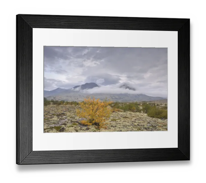 Framed Print : Downy Birch trees (Betula pubescens) and Reindeer Lichen (Cladonia rangiferina)