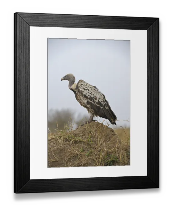 Framed Print : Ruppell's Griffon, Ruppell's Vulture (Gyps rueppellii) on a mound Framed Print : Ruppell's Griffon, Ruppell's Vulture (Gyps rueppellii) on a mound