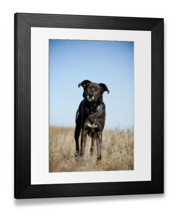 Framed Print : Mixed-breed dog standing in a meadow Framed Print : Mixed-breed dog standing in a meadow
