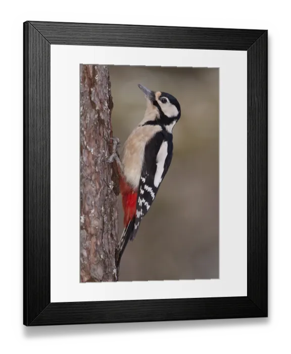 Framed Print : Great Spotted Woodpecker (Dendrocopos major)