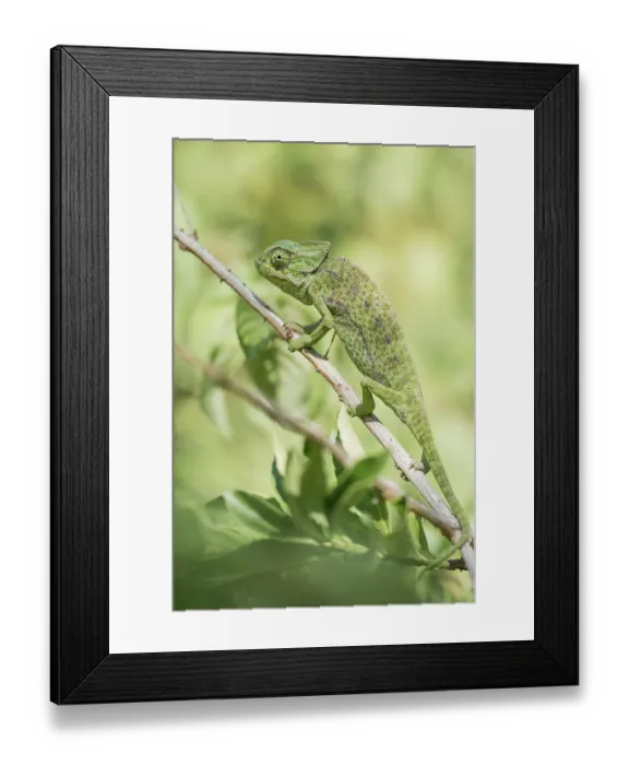 Framed Print : Mediterranean chameleon (Chamaeleo chamaeleon) Framed Print : Mediterranean chameleon (Chamaeleo chamaeleon)
