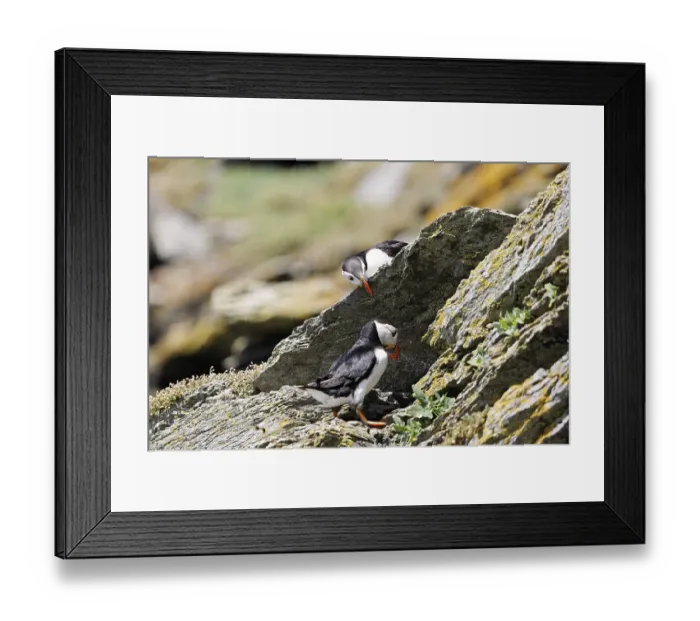 Framed Print : Puffin (fratercula arctica) Skellig Michaeal