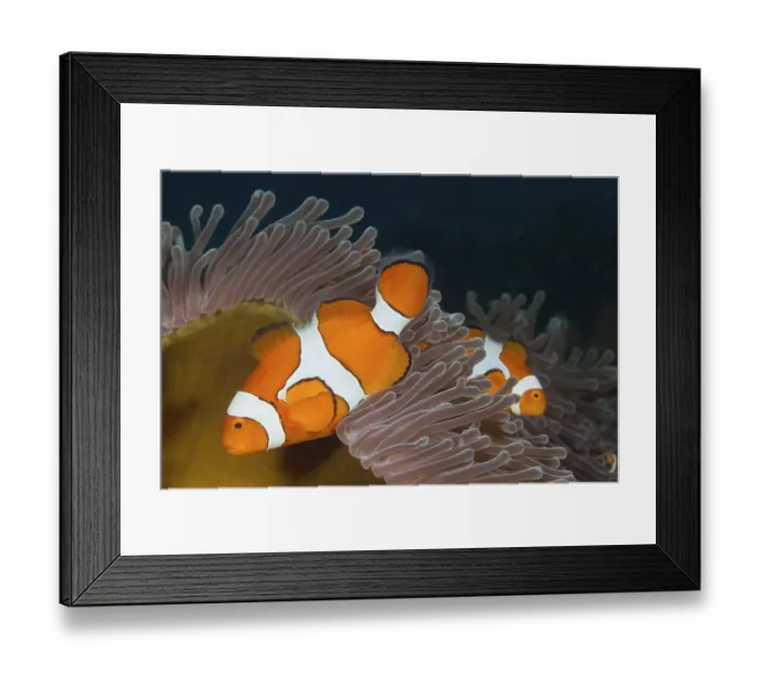 Framed Print : Orange skunk clownfish, Amphiprion ocellaris