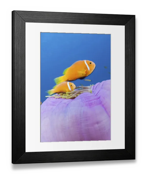Framed Print : Maldives anemonefish, Amphiprion nigripes